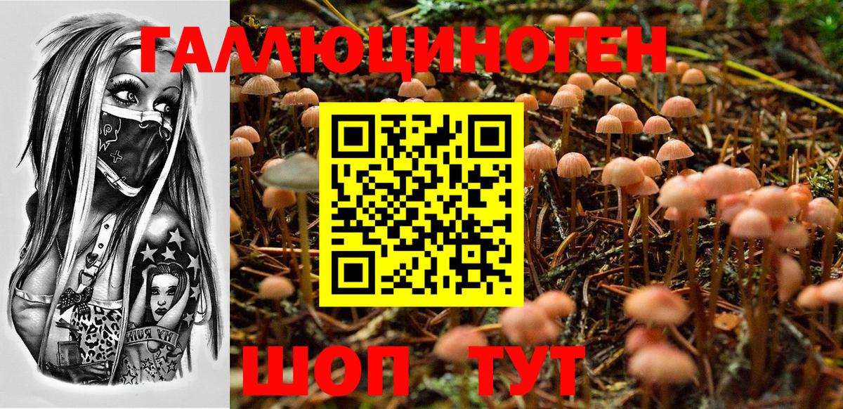 Псилоцибиновые грибы Psilocybine cubensis Бирск